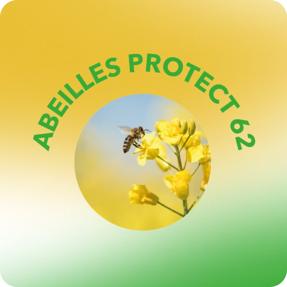 Création logo pour entreprise régulateur nuisibles frelons asiatiques souris taupes - Abeilles Protect 62